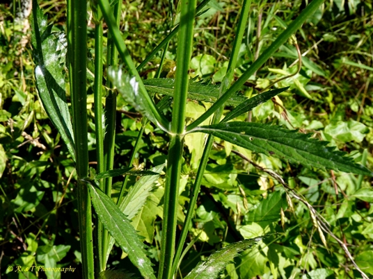 {Verbena brasiliensis}